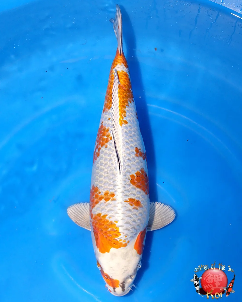Dainichi Nisai Black Diamond — Children of the Sun Koi - Japanese